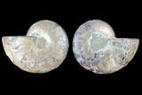 Cut & Polished Ammonite Fossil - Agatized #103076-1